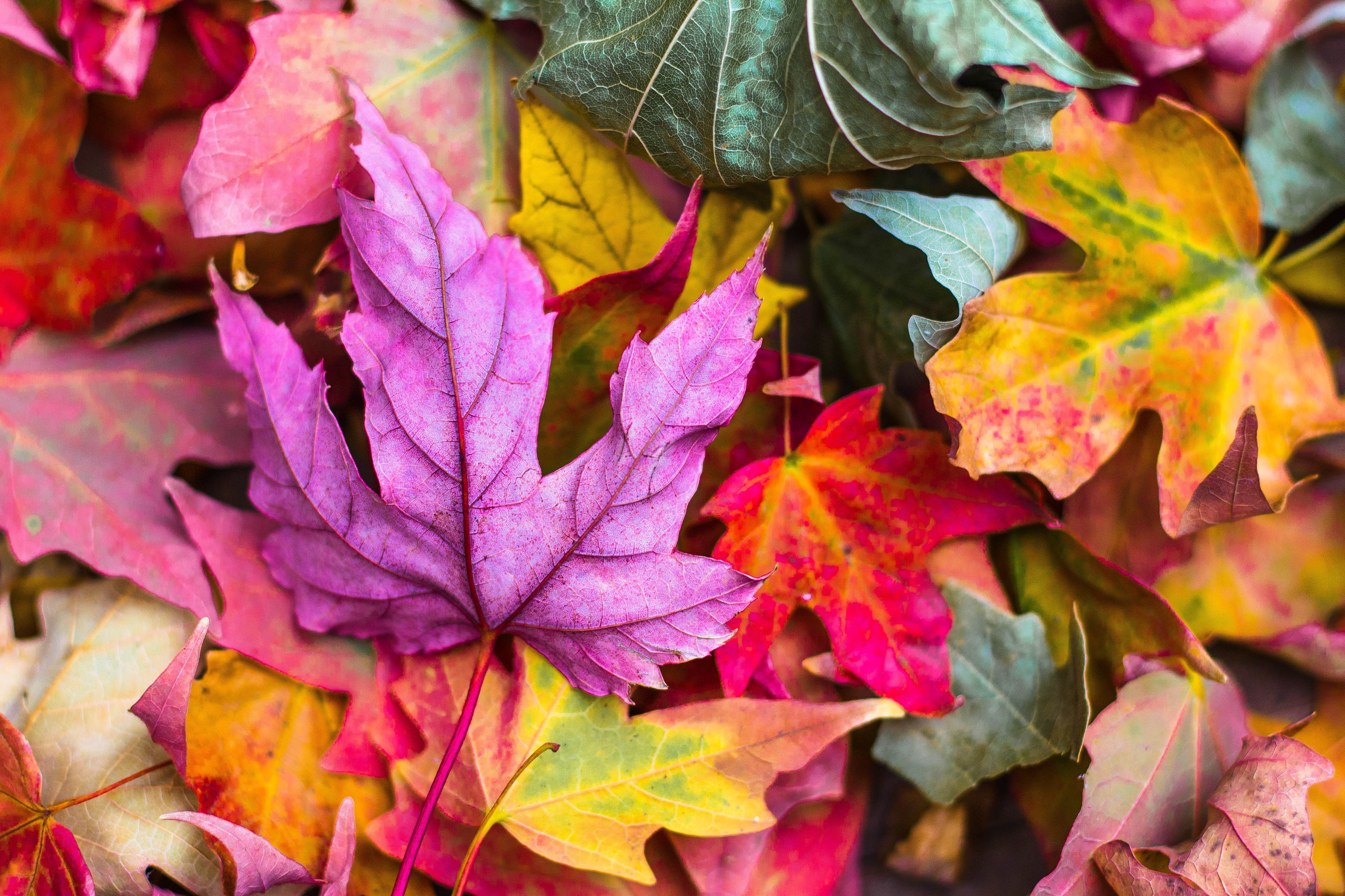 Colorful Autumn Leaves Background
